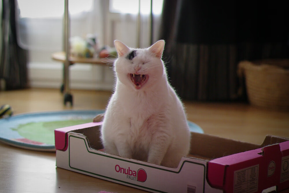 双星耀夜,F1极速狂飙与苏亚雷斯致命一击的交响之夜