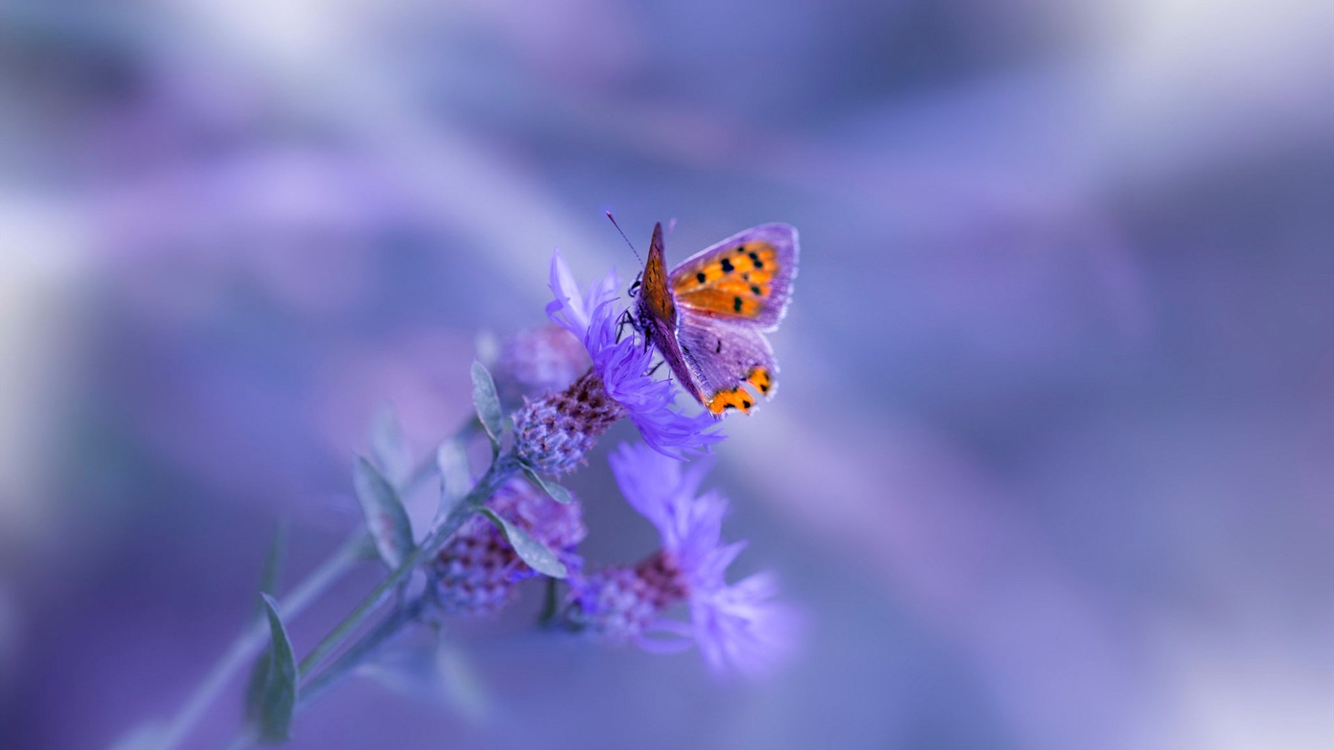 数据核爆之夜，切特霍姆格伦如何用全面爆炸表现改写世界排名争夺战