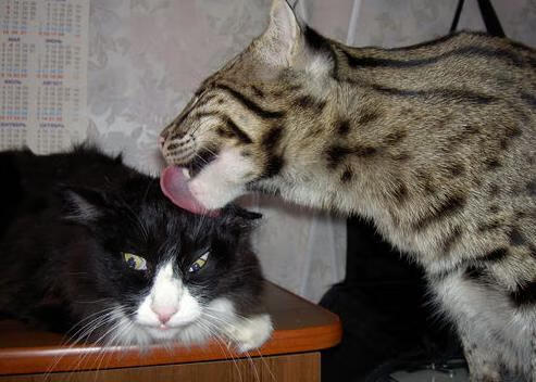 当国家队遇上俱乐部，萨拉赫在穿越对决中定义伟大