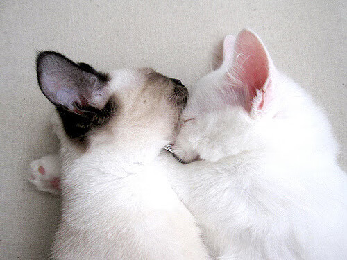 存在感爆棚！詹姆斯领军老鹰强势击败勇士