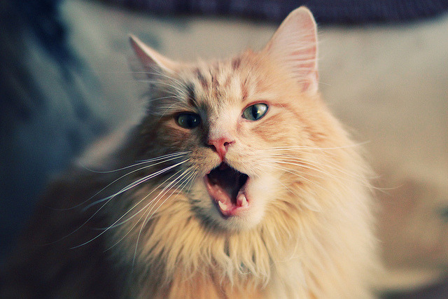 末节先生莱奥，当足球场响起篮球倒计时