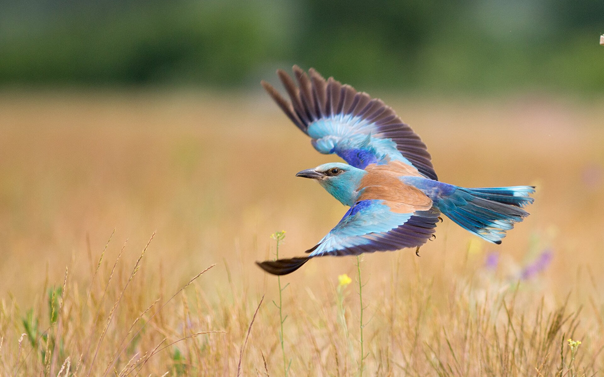 当篮球场遇见桑巴舞步，西决生死夜的内马尔奇迹