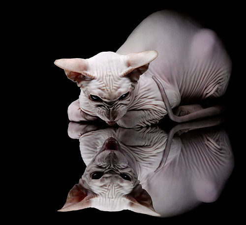 2026世界杯决战夜，若日尼奥的永恒舞步