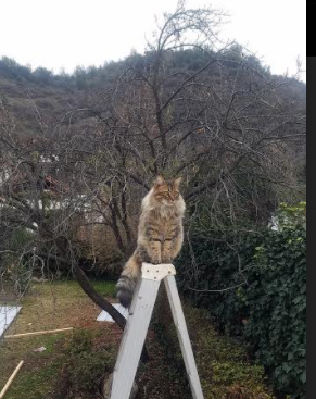 绝境破局,法国之影点燃巴西,格列兹曼成关键先生