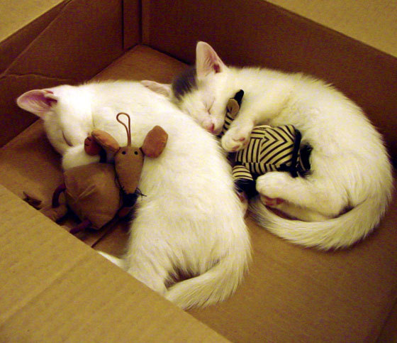 跨国遥望的胜利,当马刺单节风暴遇见希腊巨星的德比之夜