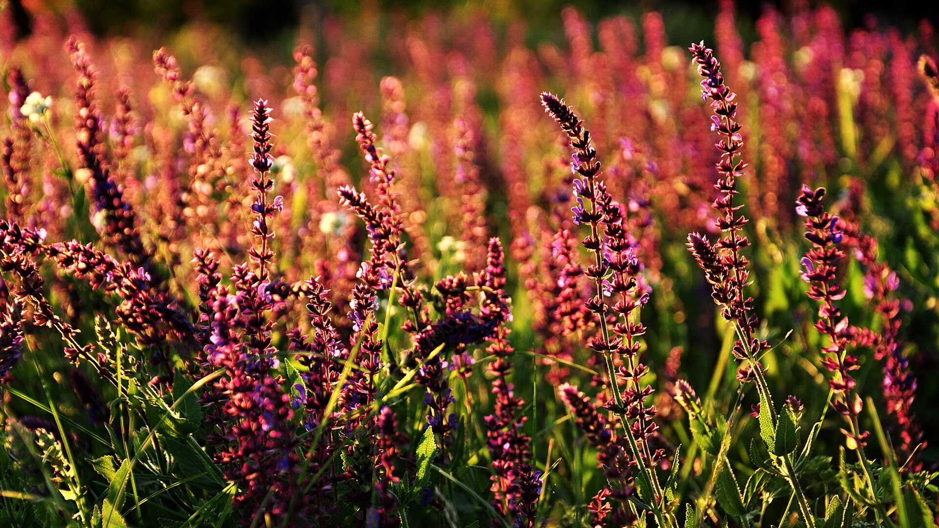 唯一性的绽放,阿尔瓦雷斯在卡塔尔对阵西班牙的舞台上,越重大越璀璨