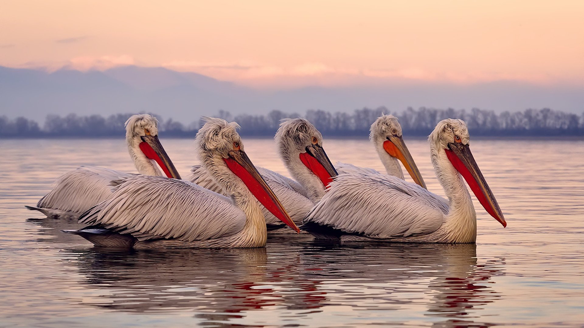 美加墨世界杯焦点战前夕，篮网狂胜掘金，篮球与足球的激情碰撞