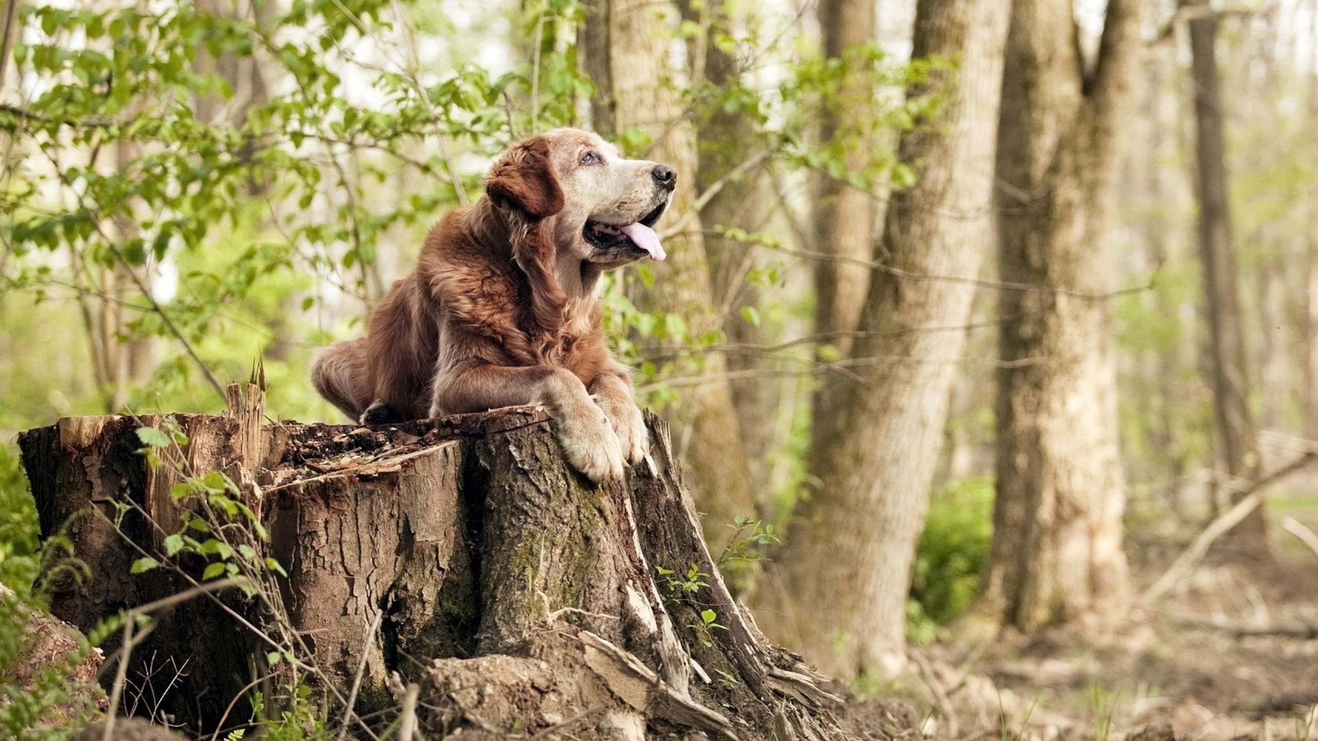 布克的证词，东决G5，一场关于防守的颠覆性呈堂