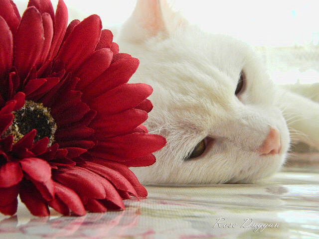 独舞！伊萨克单兵掀翻桑巴军团，多特蒙德上演惊天险胜